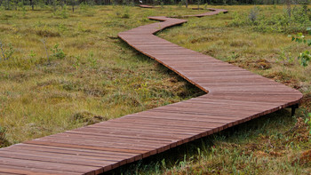 Wooden decking on the ecological path through the swamp. Nature Reserve Of Saint-Petersburg.