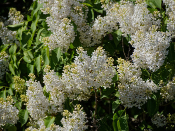 White lilac in bloom. Or bird cherry. Parks Of Saint-Petersburg.