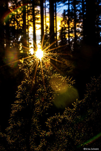 Солнце в лесу