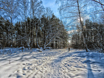После снегопада 05-02-2021 Ромашковский лес....