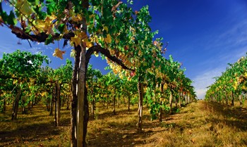 Tuscany Private Tours
