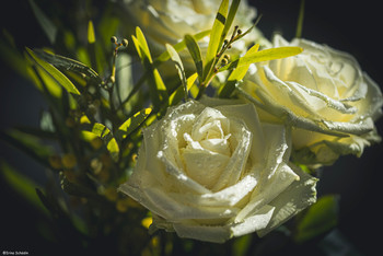 Белые розы и мимоза.