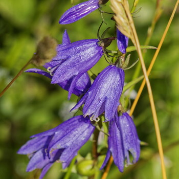 Filmed in the Pskov region. Wild flowers of Russia.