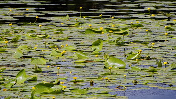 Flowers and grass on the Velikaya River.