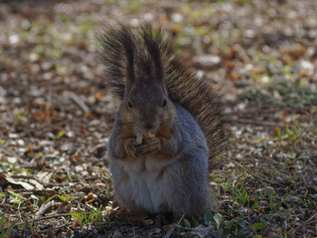 Squirrel eats nuts in one of the parks of St. Petersburg.