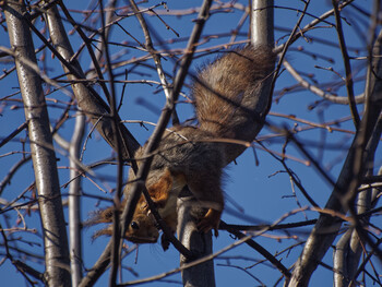 A squirrel in the branches of a tree in one of the parks of St. Petersburg.