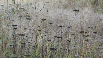 Morning. Summer. Dry grass and sun.