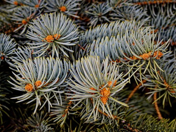 Young shoots on the branches of a blue spruce.
