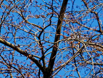 Spring. The first buds on the branches of trees.