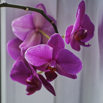 Purple orchid flowers on the windowsill.