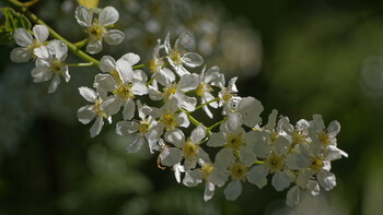White flowers of fruit trees.