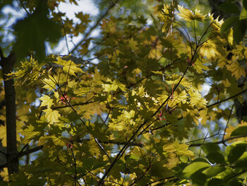 New maple leaves in the sun.