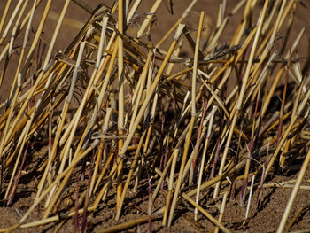 Last year's reeds on the seashore.