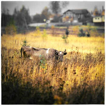 Fields of gold