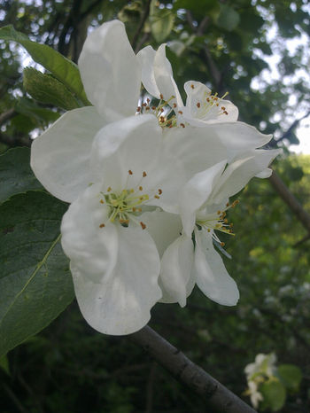 Цвет яблоньки