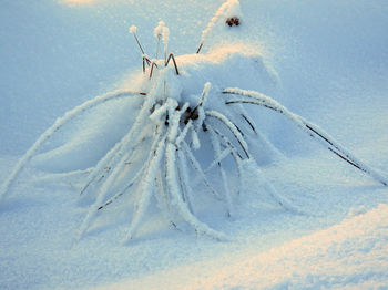 Снежная каракатица
