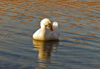 Ах,белый лебедь на пруду.