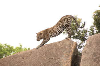 leopard in the serengeti