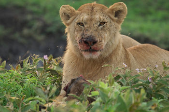 lion eating a wildbeest