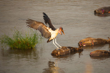 marobou stork,serengeti