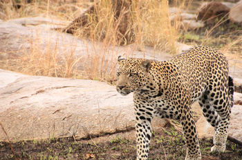 leopard,serengeti