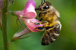 Maksim Malinovsky : Melliferous Bee 