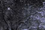 Сергей Афонин : Moscow snow 