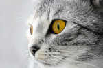 Nikita Kuznetsov : cat 