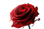 Nikita Kuznetsov : rose 