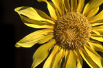 Александр Штыров : Helianthus annuus 