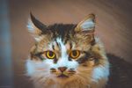 Антон Кузнецов : Котэ 