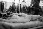   : baby and cats 