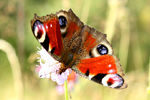 Nikita Kuznetsov : butterfly 
