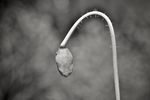 Alexey Avramchik : Poppy 