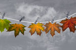 Stas Kim : Fall 