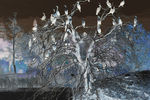 Janna Gurvich : Inverted Birds 
