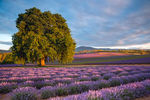 Inеsa Hill : Bridestowe Lavender. Лето в Тасмании 
