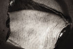   : to swim, "Kitchen" series 