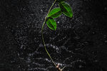 Юрий Пузанов : Из серии "Herbarium" 