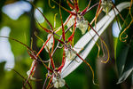 Vladimir Berezovsky : Половецкие пляски 