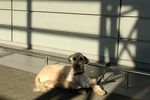  : dog waiting .. 