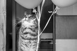 Татьяна Грищук : Воздушная мечта кота Барсика 
