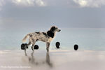 Ai. Gi. See : puppy 