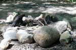 Виктор Никольский : " ОХРАНА ЛЕСА " 
