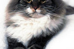 Мелисса Шварц : Котомодель 