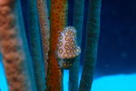 Rev Ia : Nudibranch 