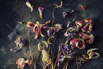 Nataly Golubeva : Dragonfly 