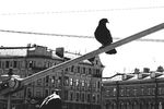   : Петербург 