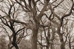 Alex Basansky : Cetral Park trees in autumn, New York City 