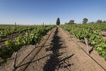 Michael Militinsky :  